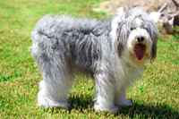 Baxter and Jubilee {Large Print Size}